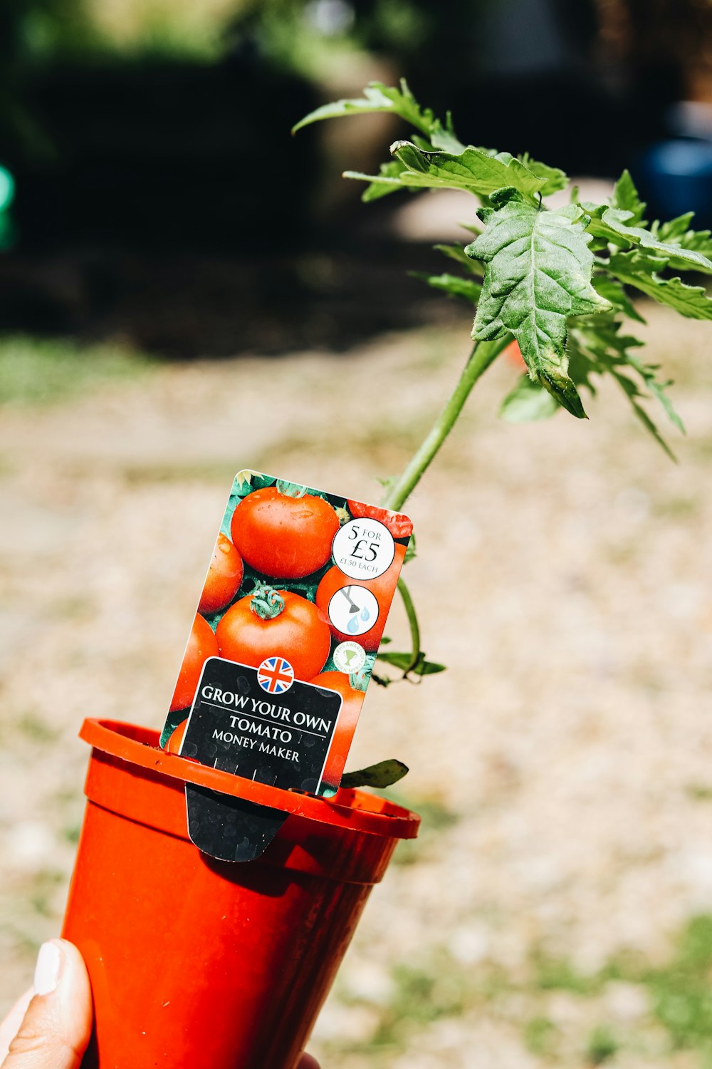 a hand holding a small plastic container with a plant in it