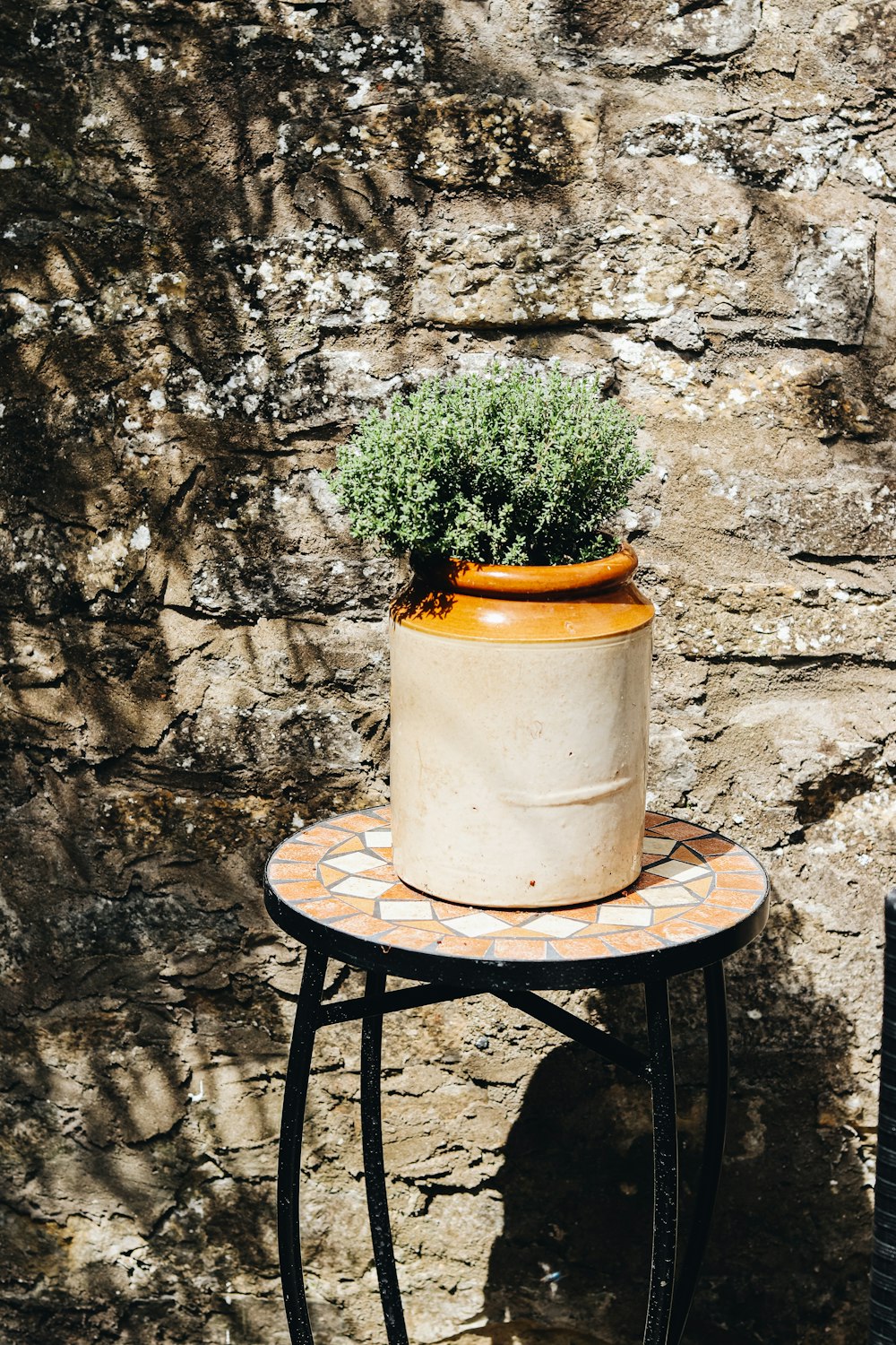 a potted plant on a table