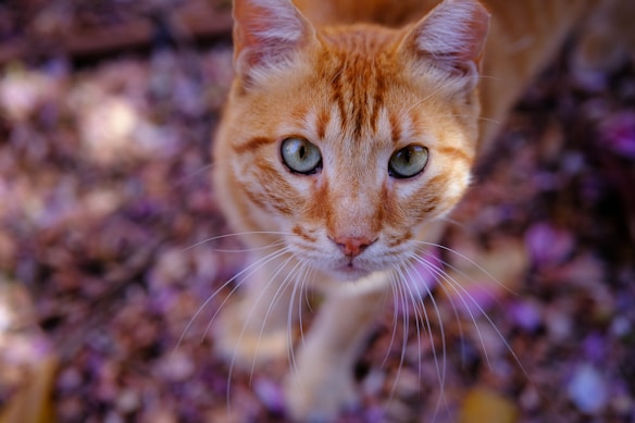 A close-up image of an orange tabby cat with striking green eyes. The cat's fur is ginger with darker stripes, and it is surrounded by a soft-focus background of what appears to be natural ground covering and scattered purple petals.