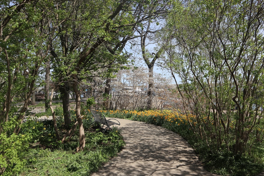 un sentier à travers un parc