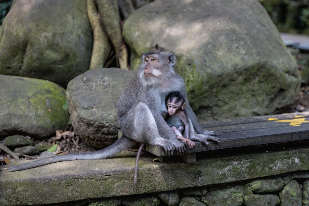 a monkey holding a baby monkey