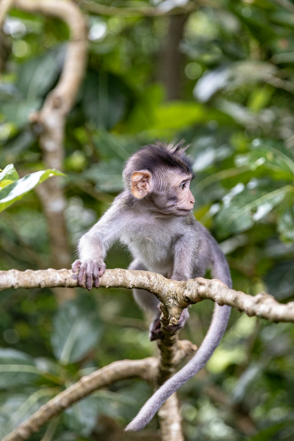 una scimmia seduta su un ramo