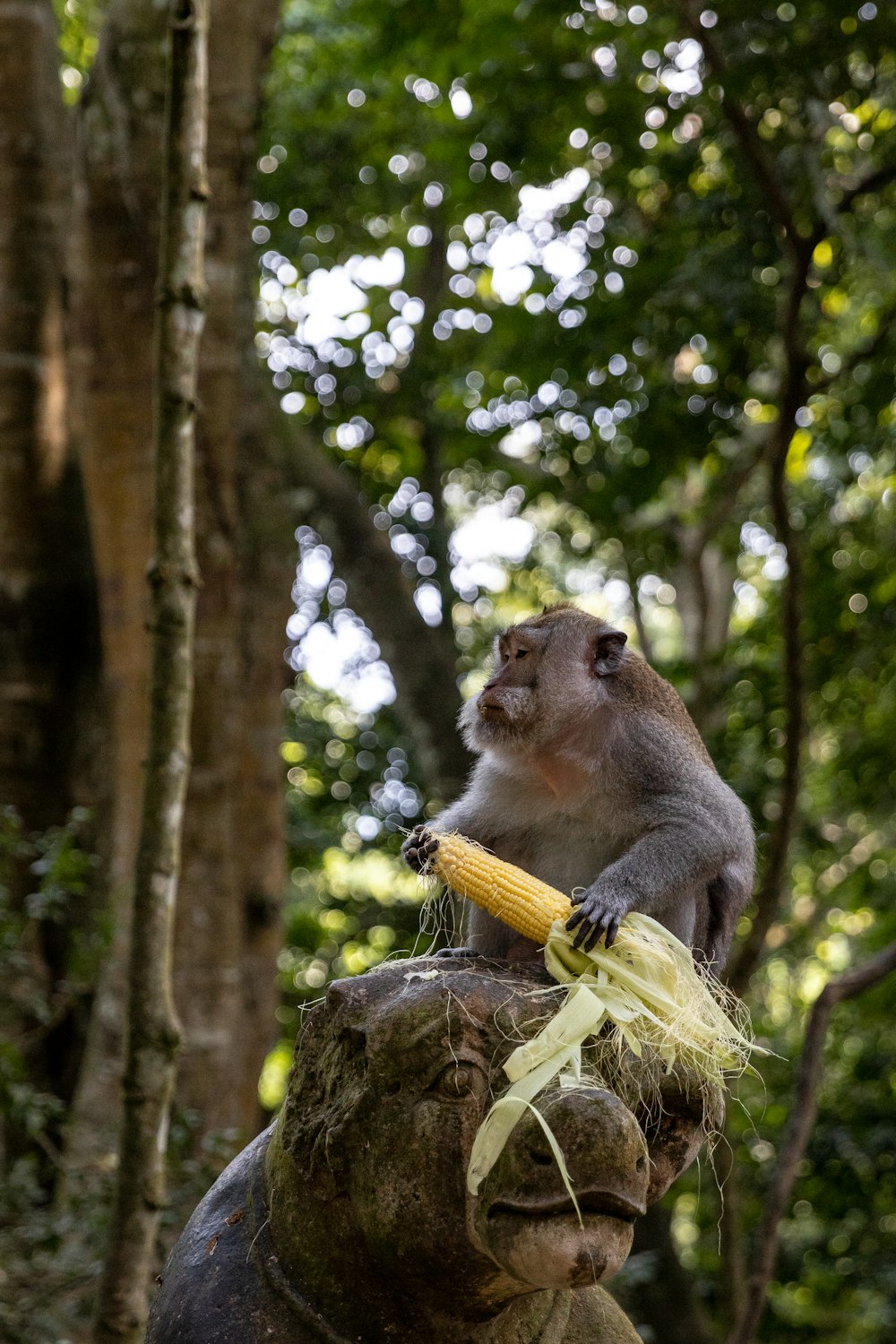 a monkey holding a bunch of flowers