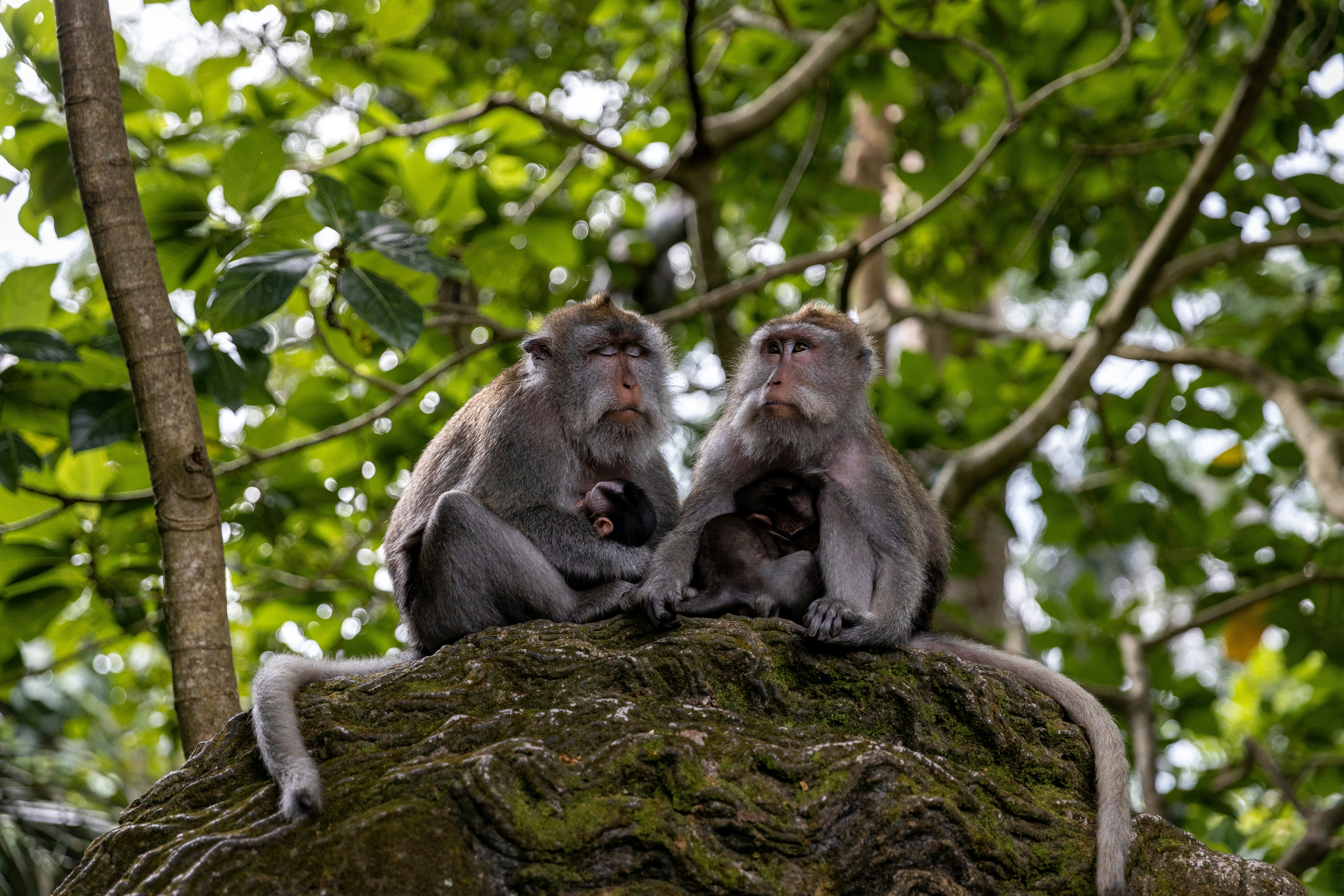 a group of monkeys sitting on a tree branch