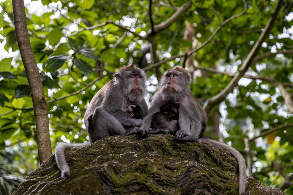 a group of monkeys sitting on a tree branch