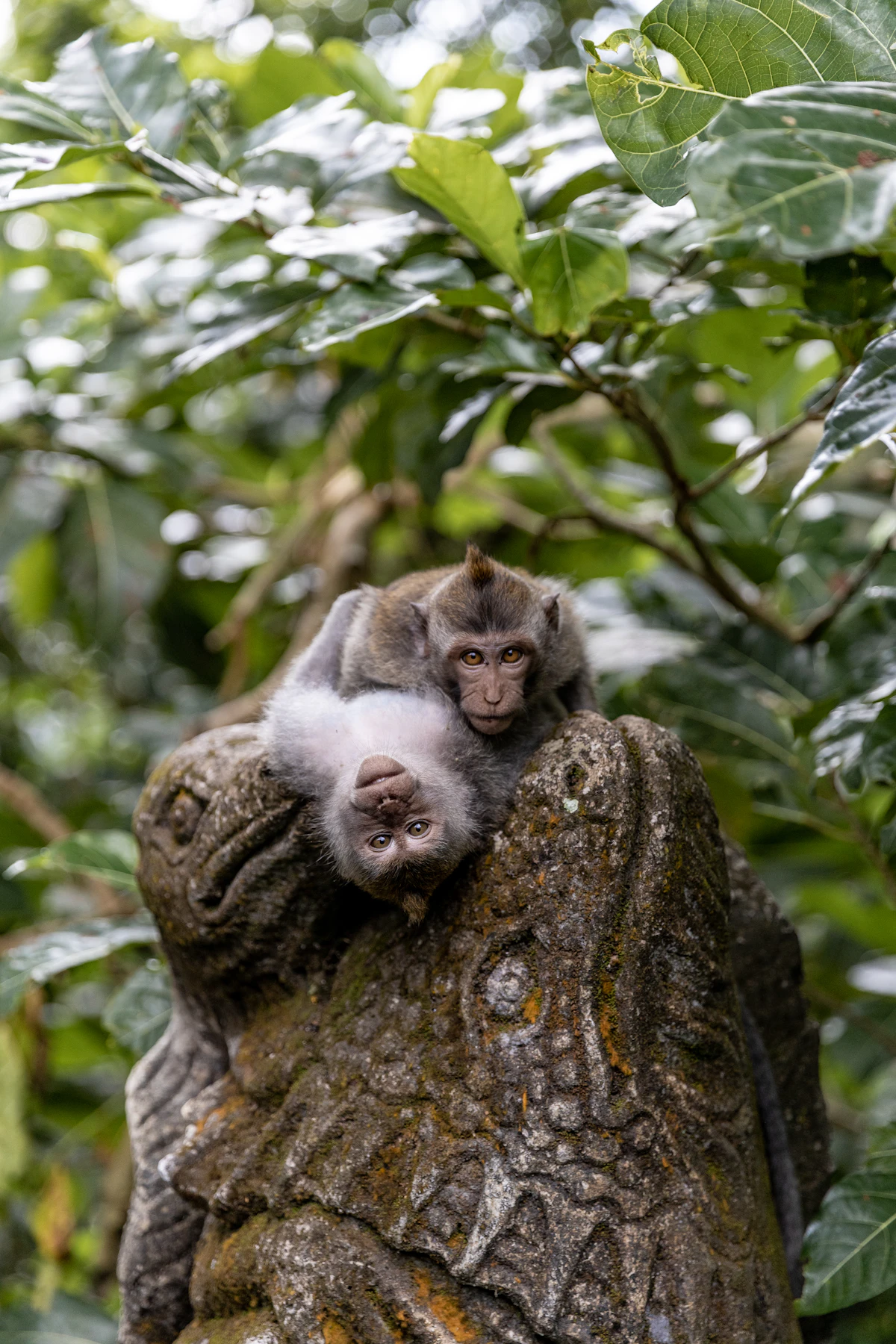 Centuries-old mossy stone sanctuaries in the sacred Ubud Monkey Forest