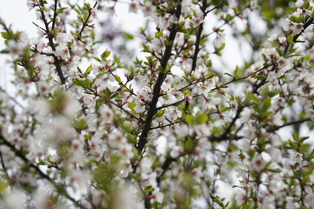 a tree with white flowers