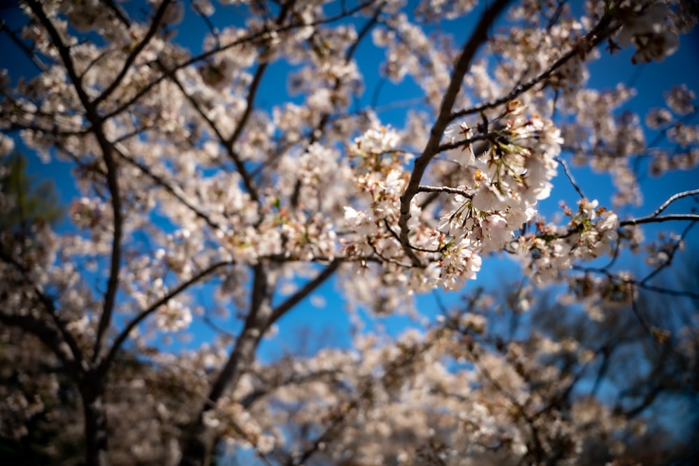 a tree with white flowers