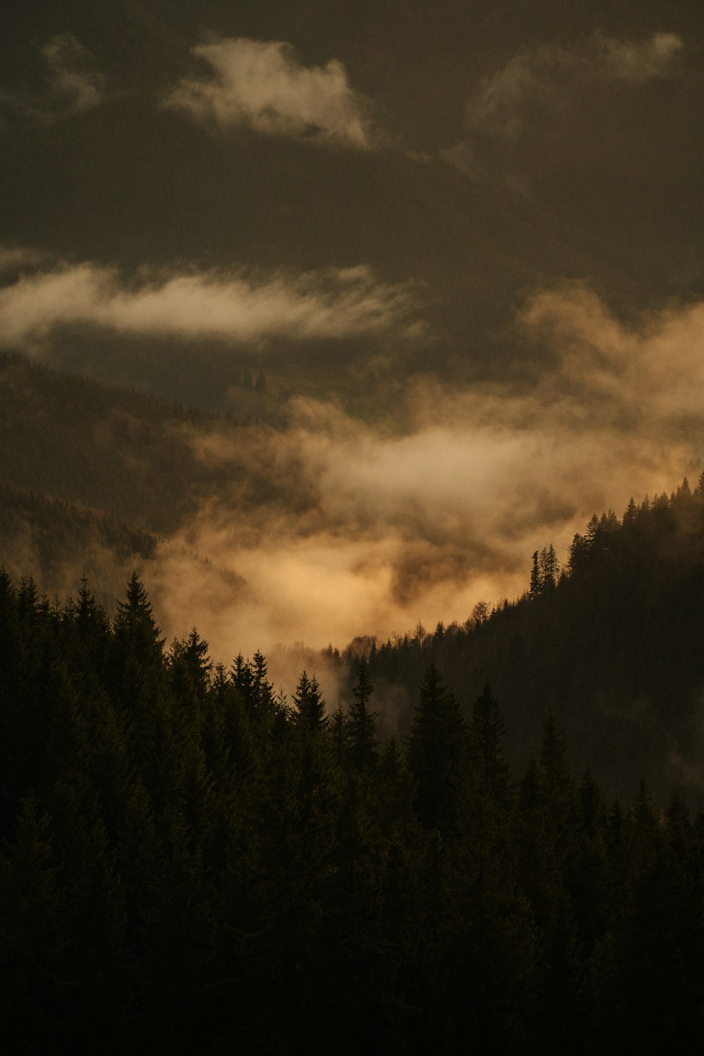 a forest with clouds