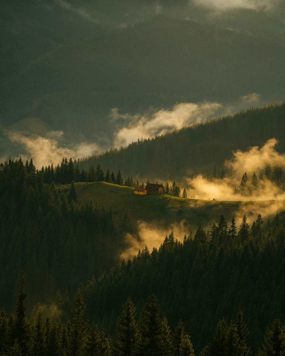 a house in the middle of a forest