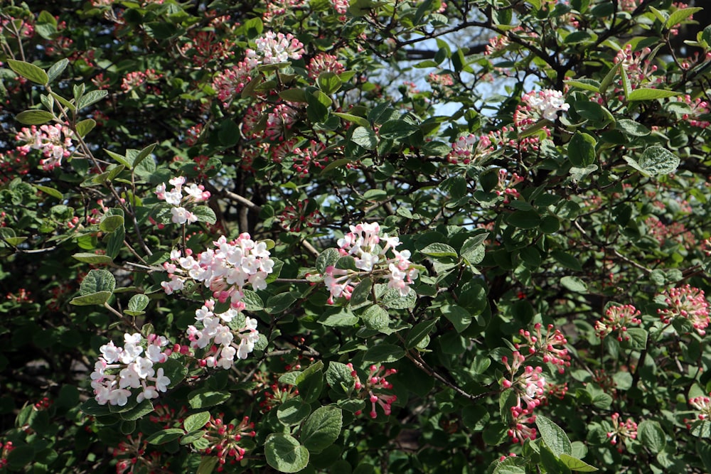 Un buisson aux fleurs roses