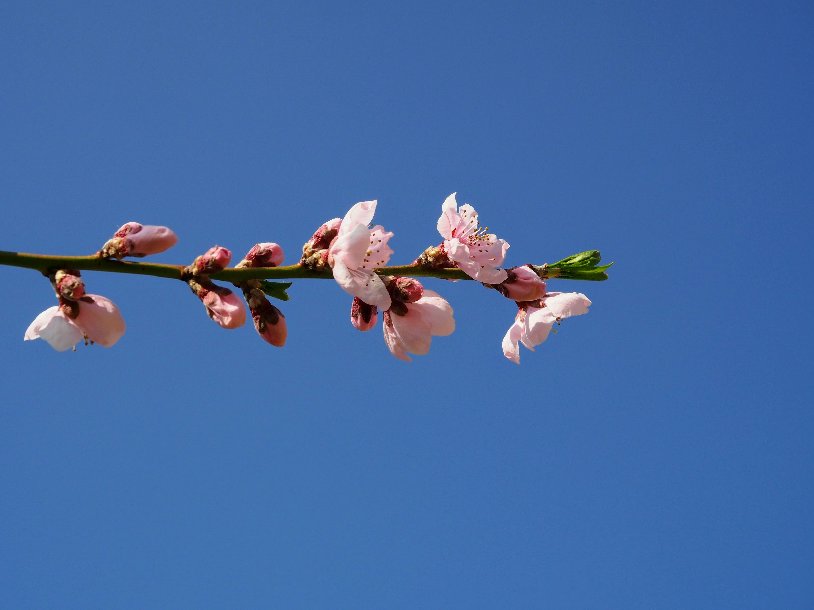 a branch with pink flowers