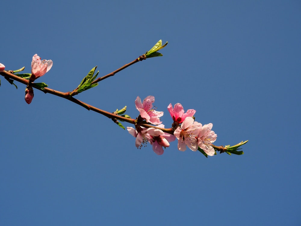 a branch with pink flowers