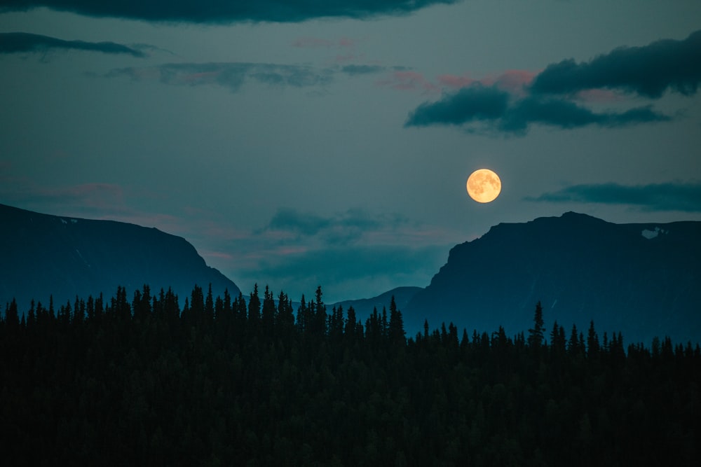 uma lua sobre uma floresta