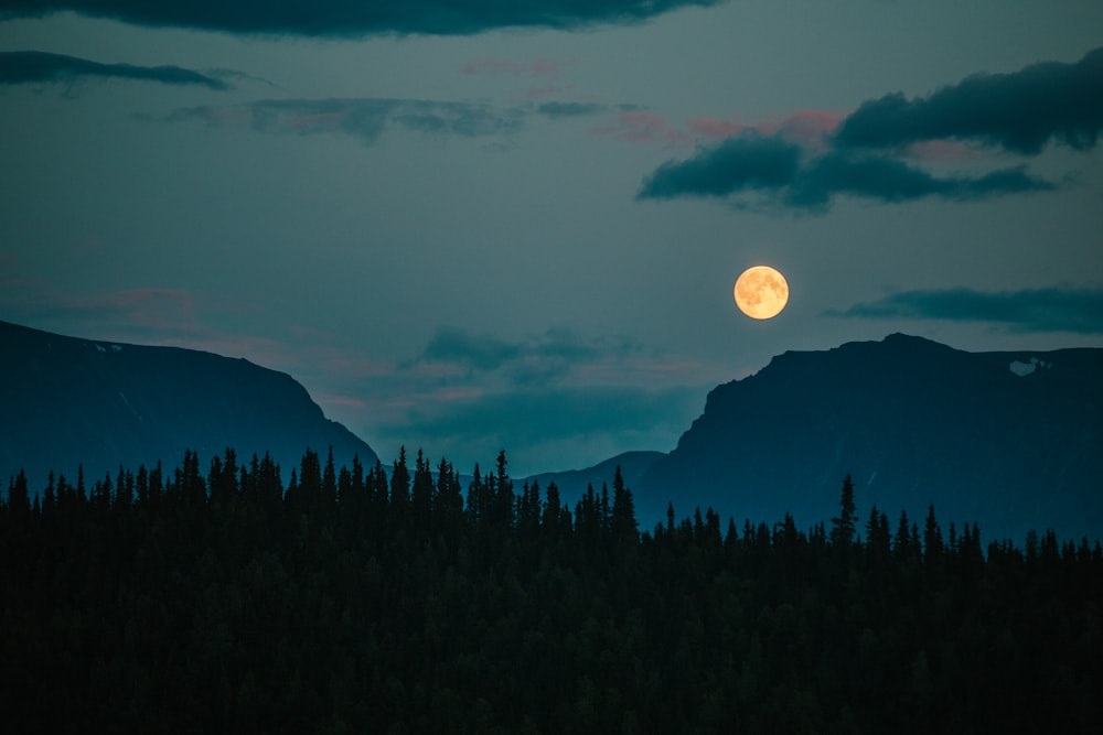 a moon over a forest