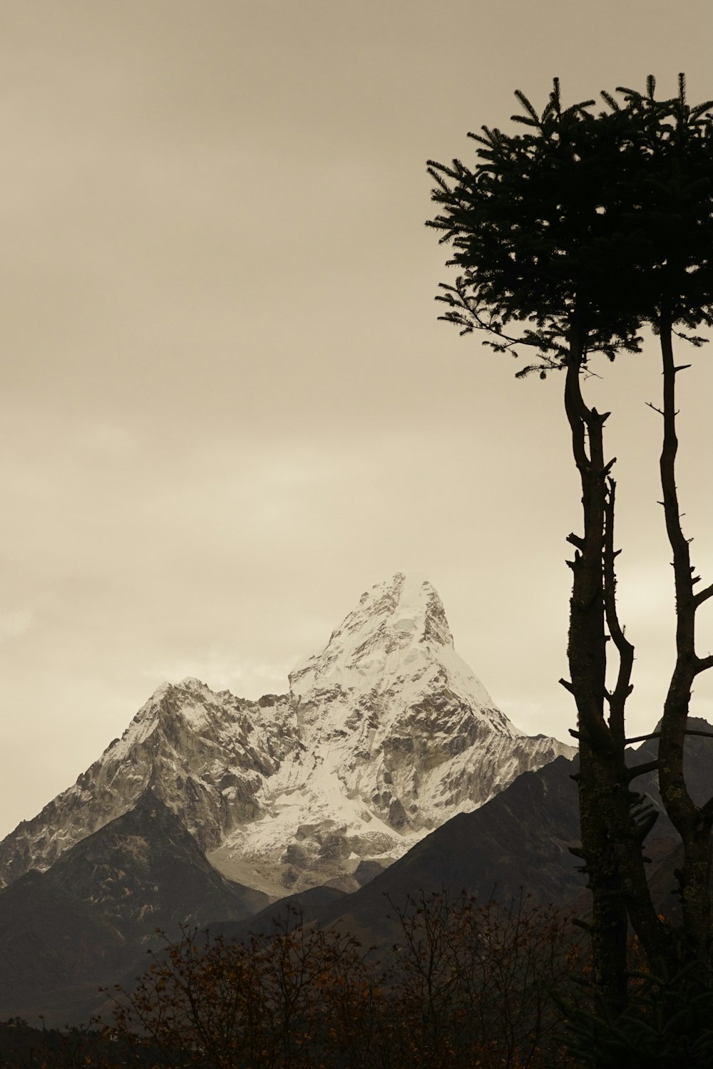 a snowy mountain with trees