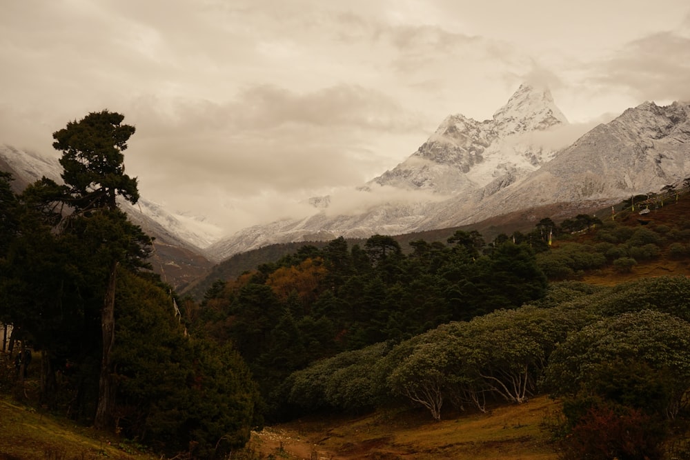 a forest in front of a mountain