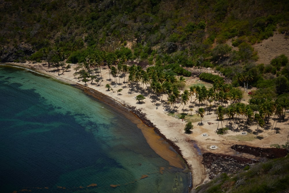 a beach with trees and water