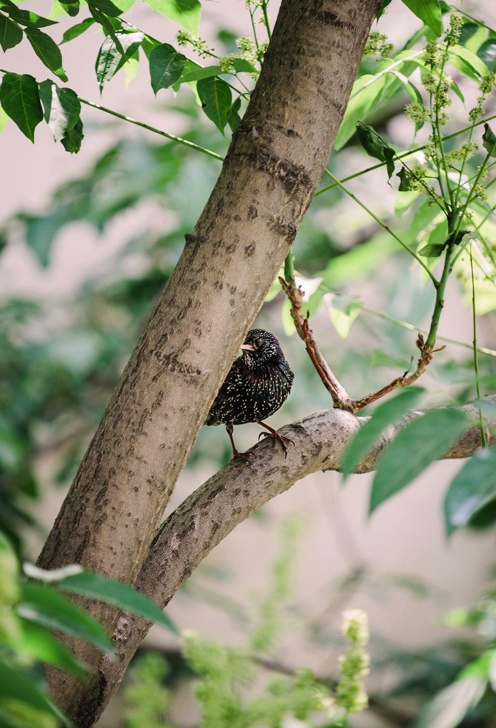 a bird perched on a tree branch