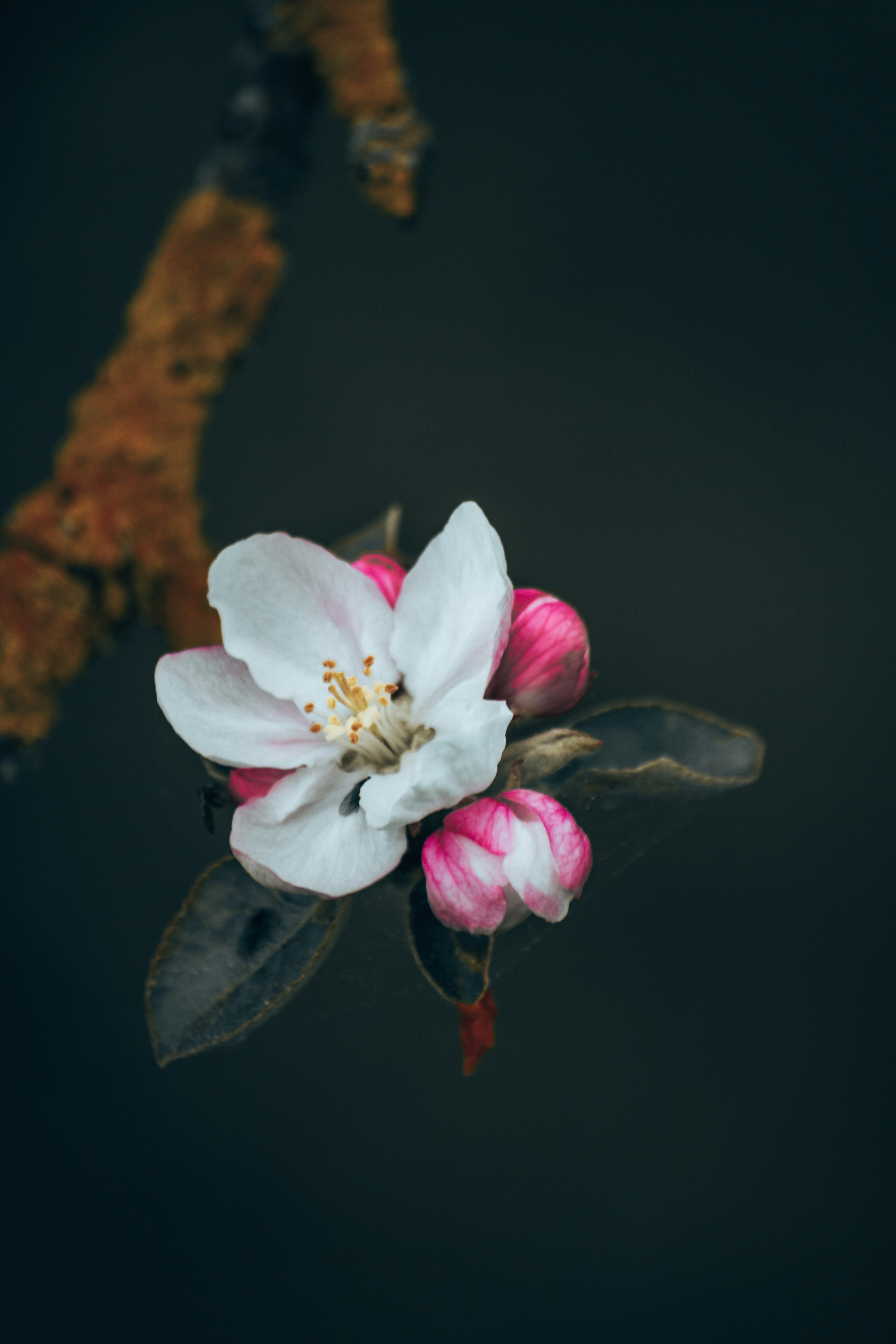 a close-up of a flower