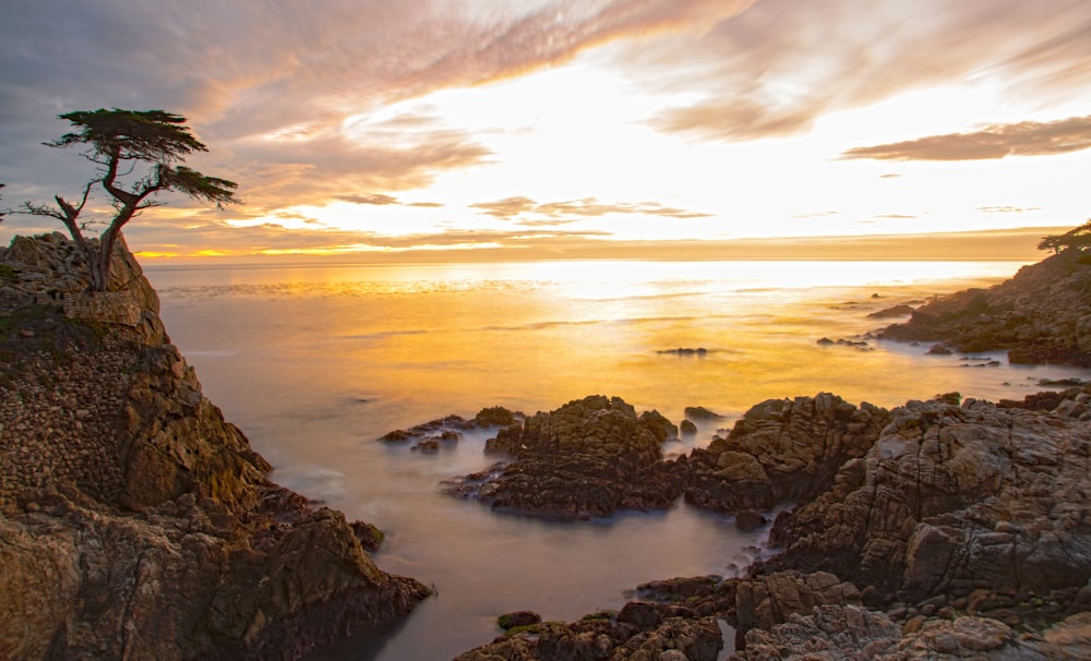 a rocky beach with a tree