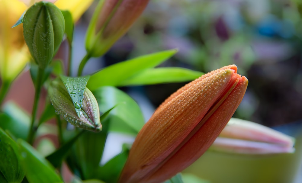 a close up of a plant