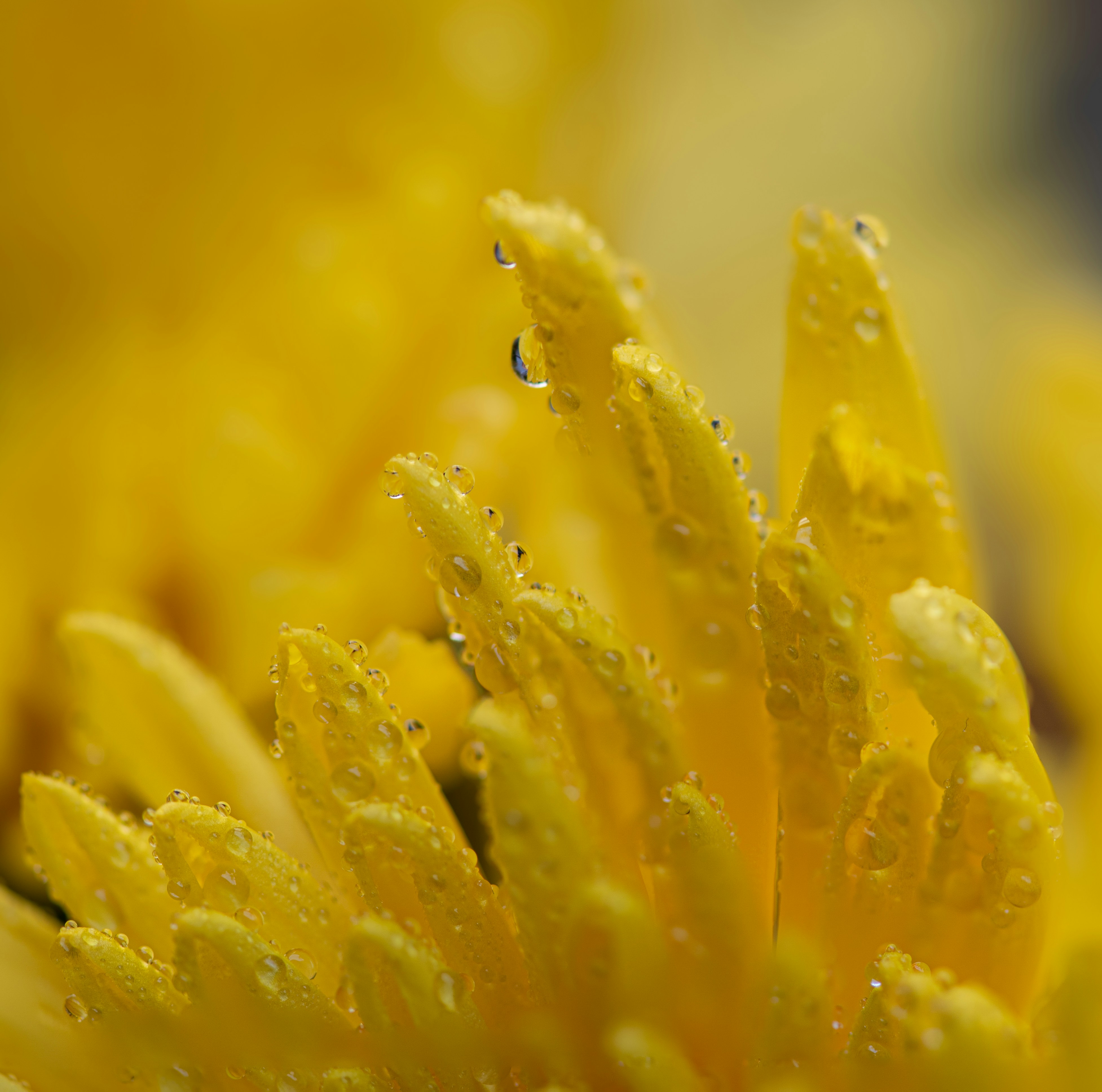 Photo by happy_pixel