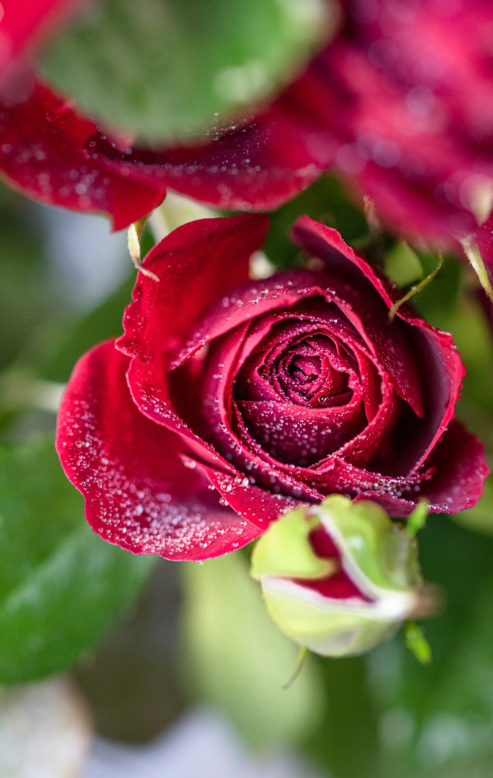 a close up of a rose