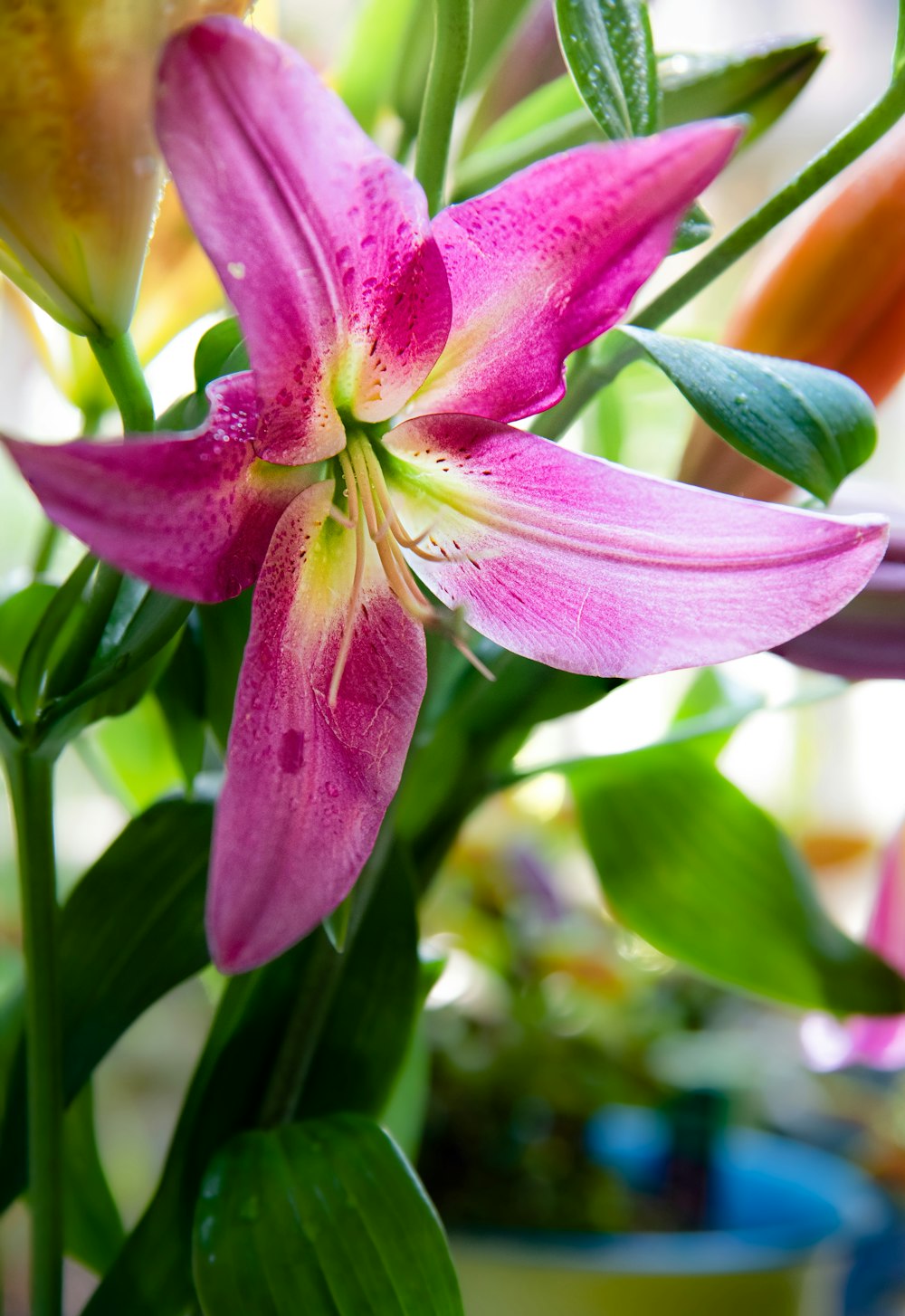 a close up of a flower