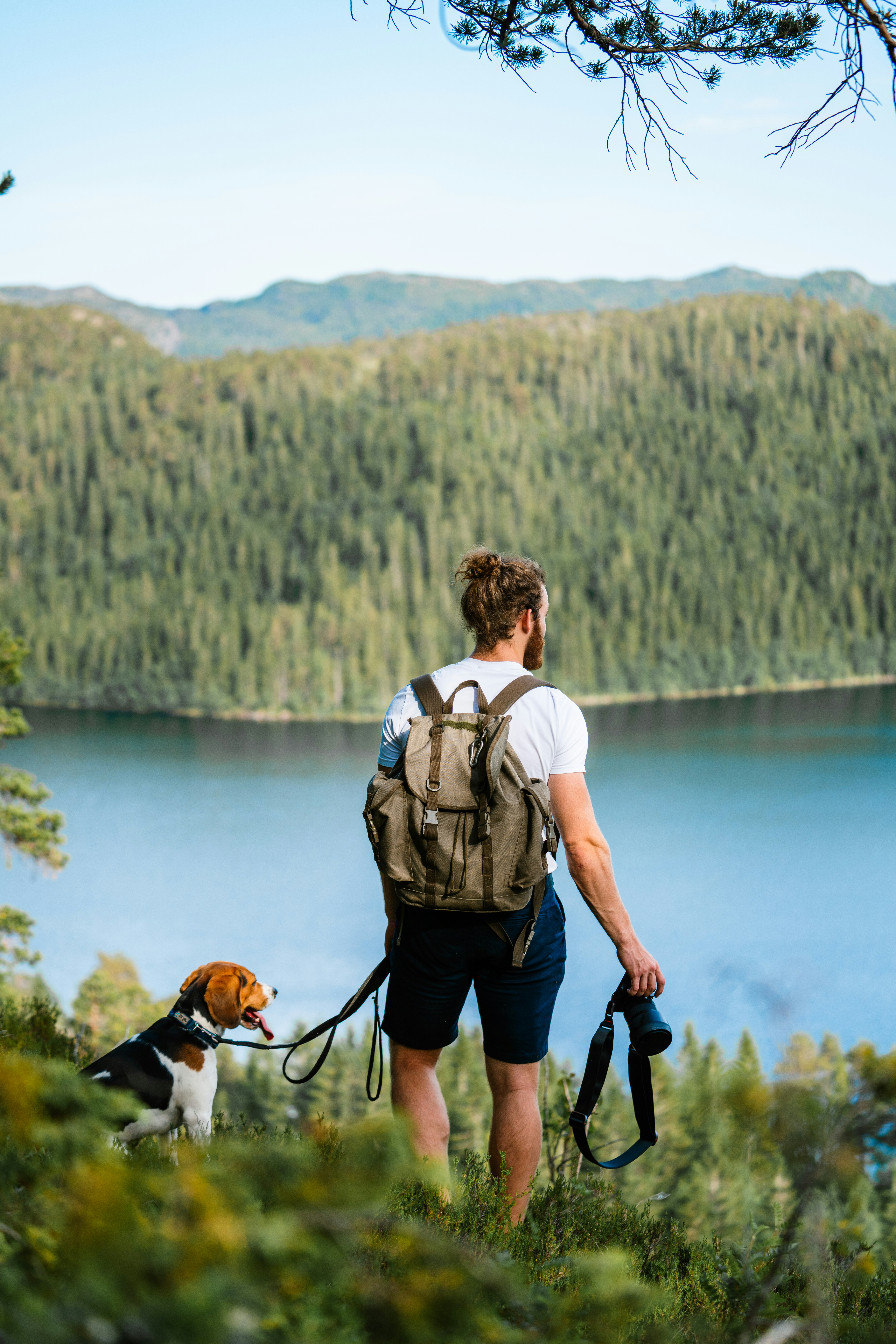 Hiking with dogs: tips and gear