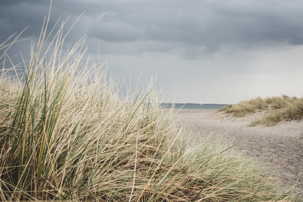 a sandy beach with tall grass