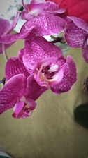 Several vivid purple orchids with intricate patterns on their petals are seen up close. The flowers display a vibrant color with speckled designs, giving them a delicate and exotic appearance.