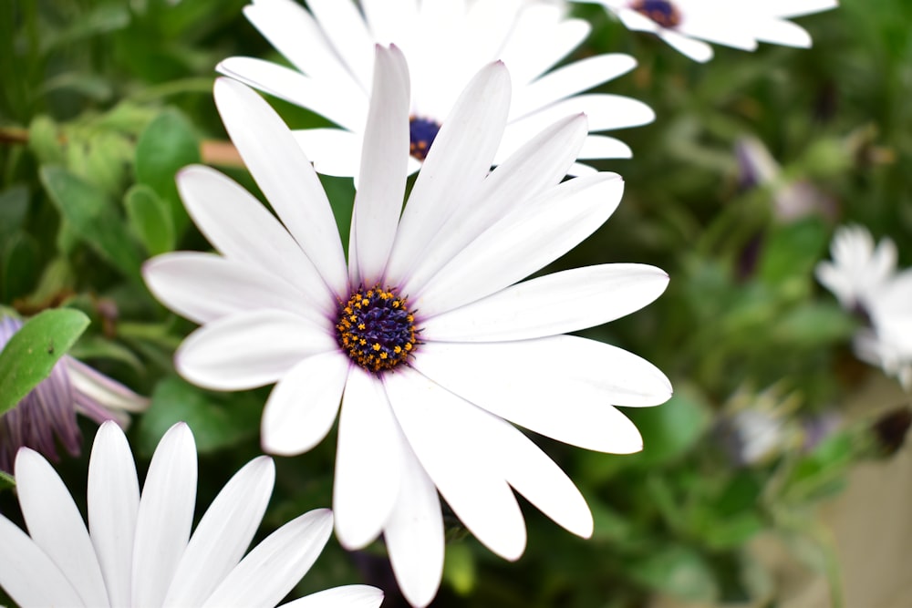 una flor blanca con un centro amarillo