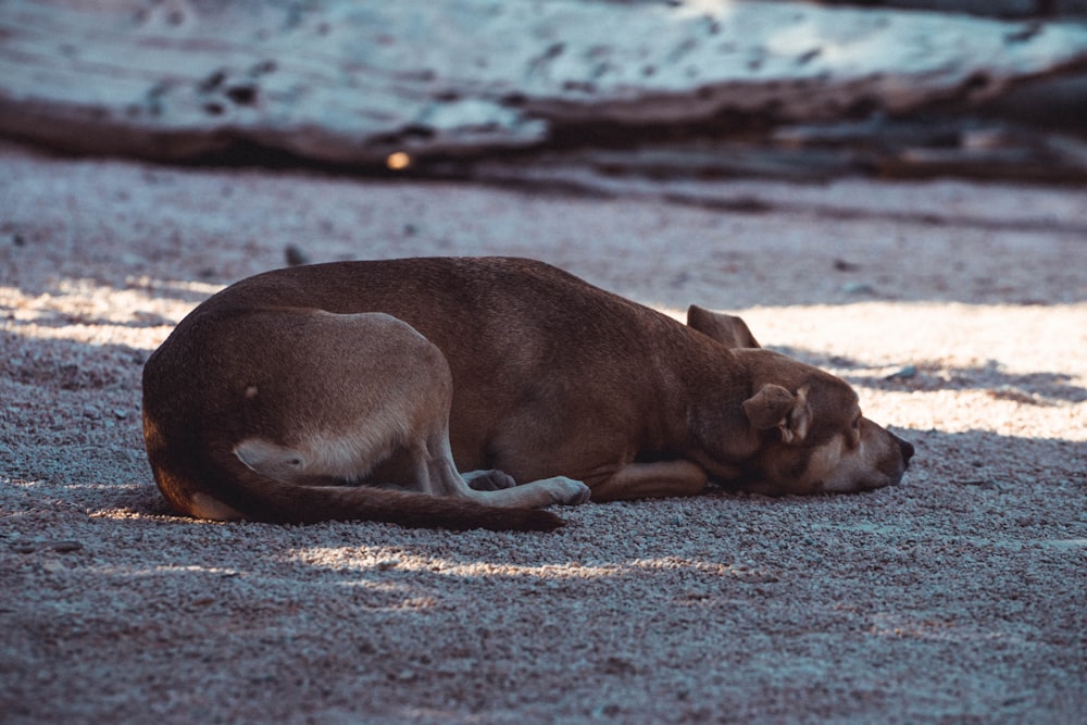 a lion lying on the ground