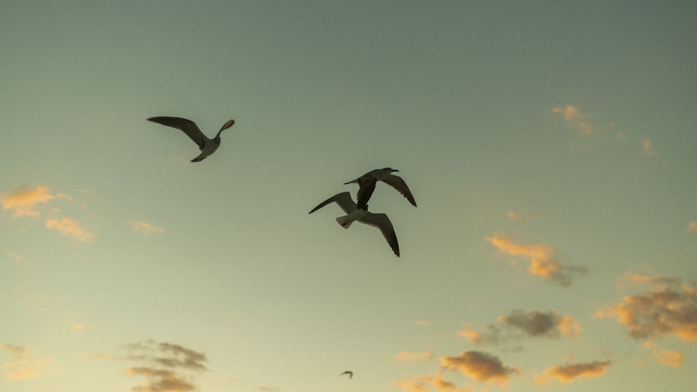 birds flying in the sky