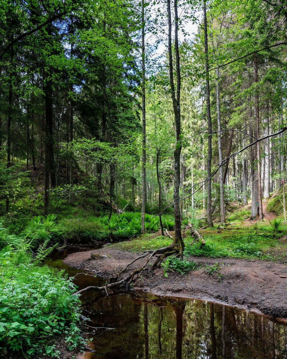 a small stream in a forest