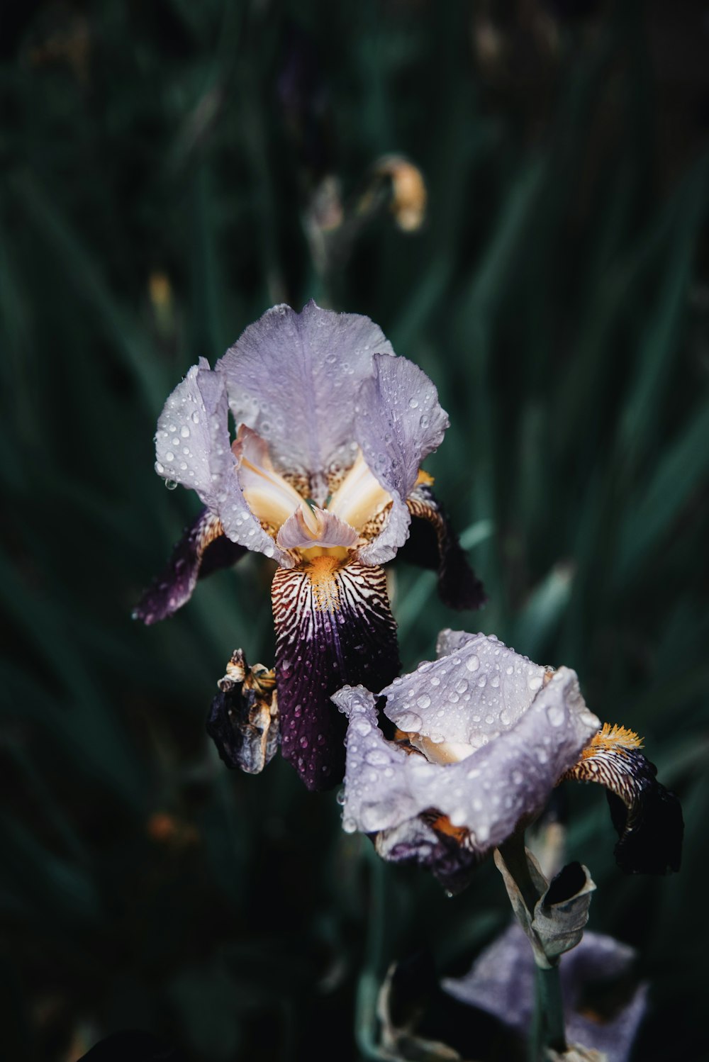 a close up of a flower