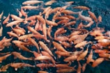 a large group of fish swimming
