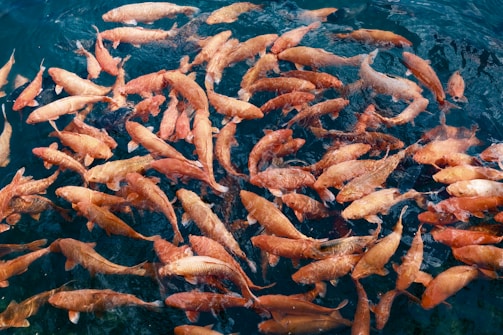 a large group of fish swimming