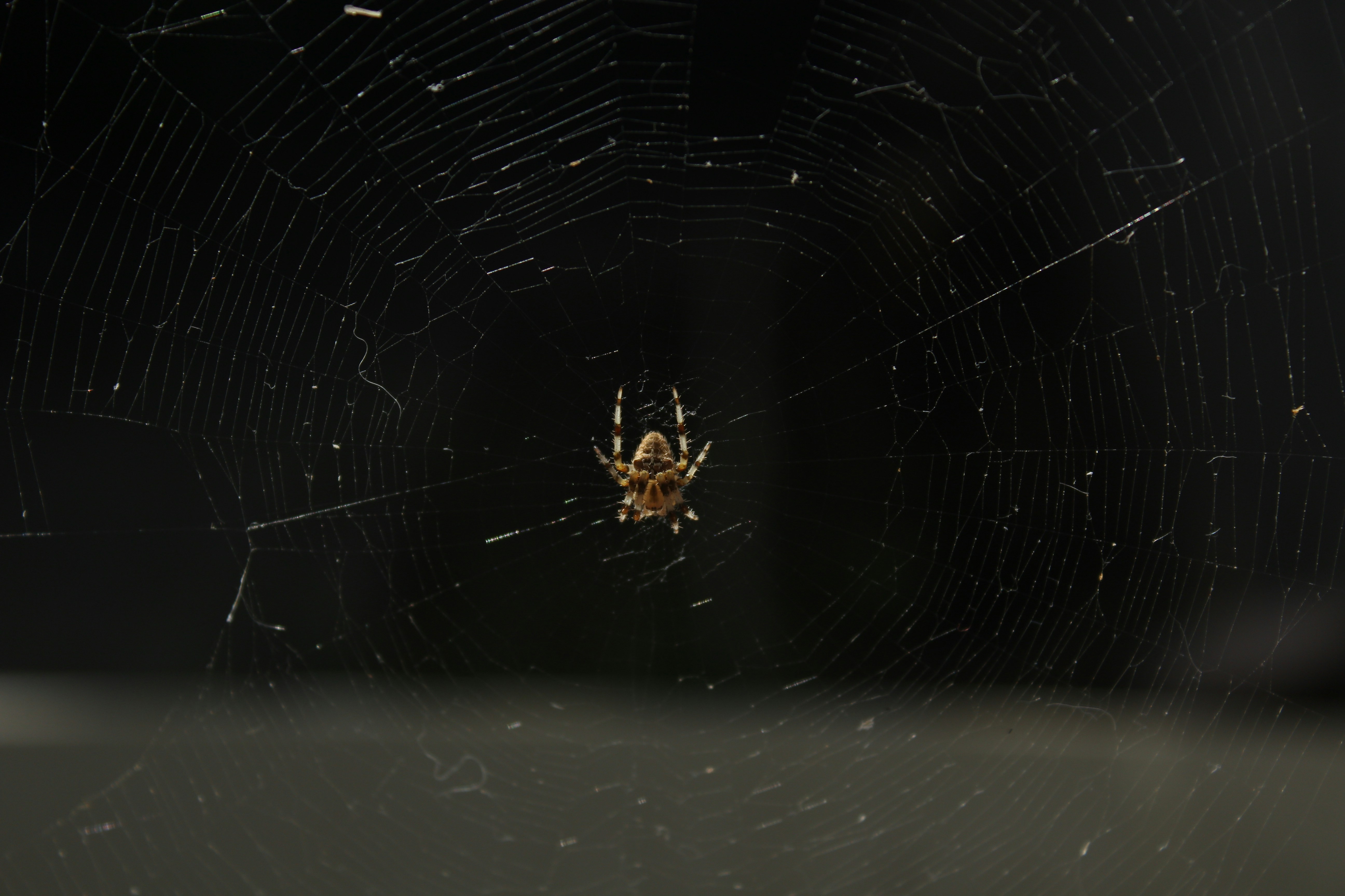 Photo by aurnytoraink