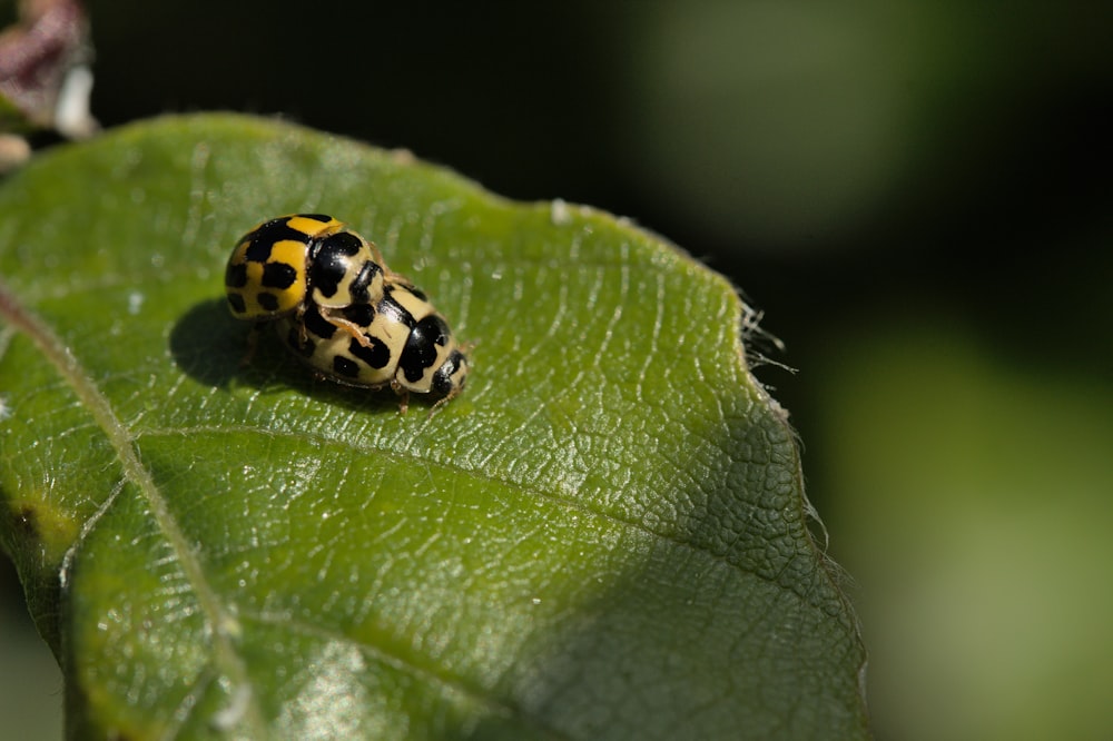 a ladybug on a leaf