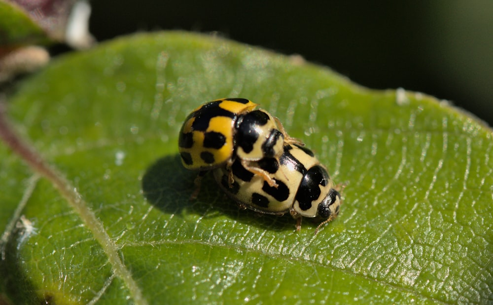 a ladybug on a leaf