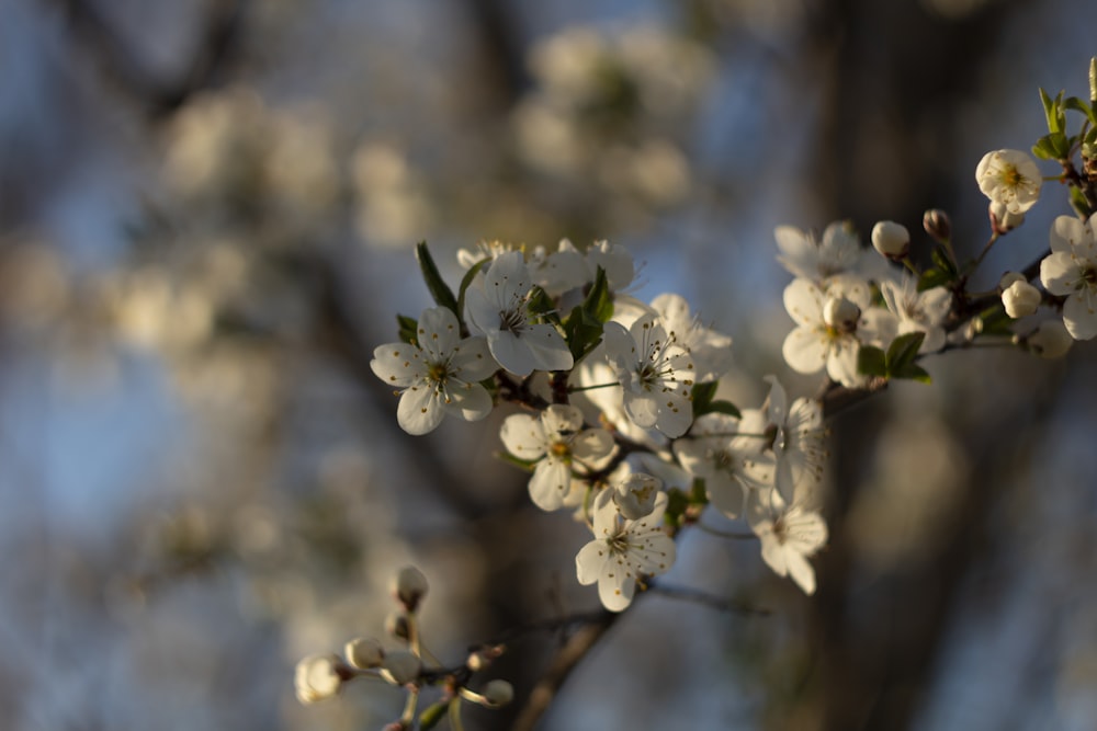 a close up of white flowers