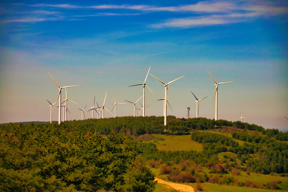 a group of wind turbines with Albany Wind Farm in the background