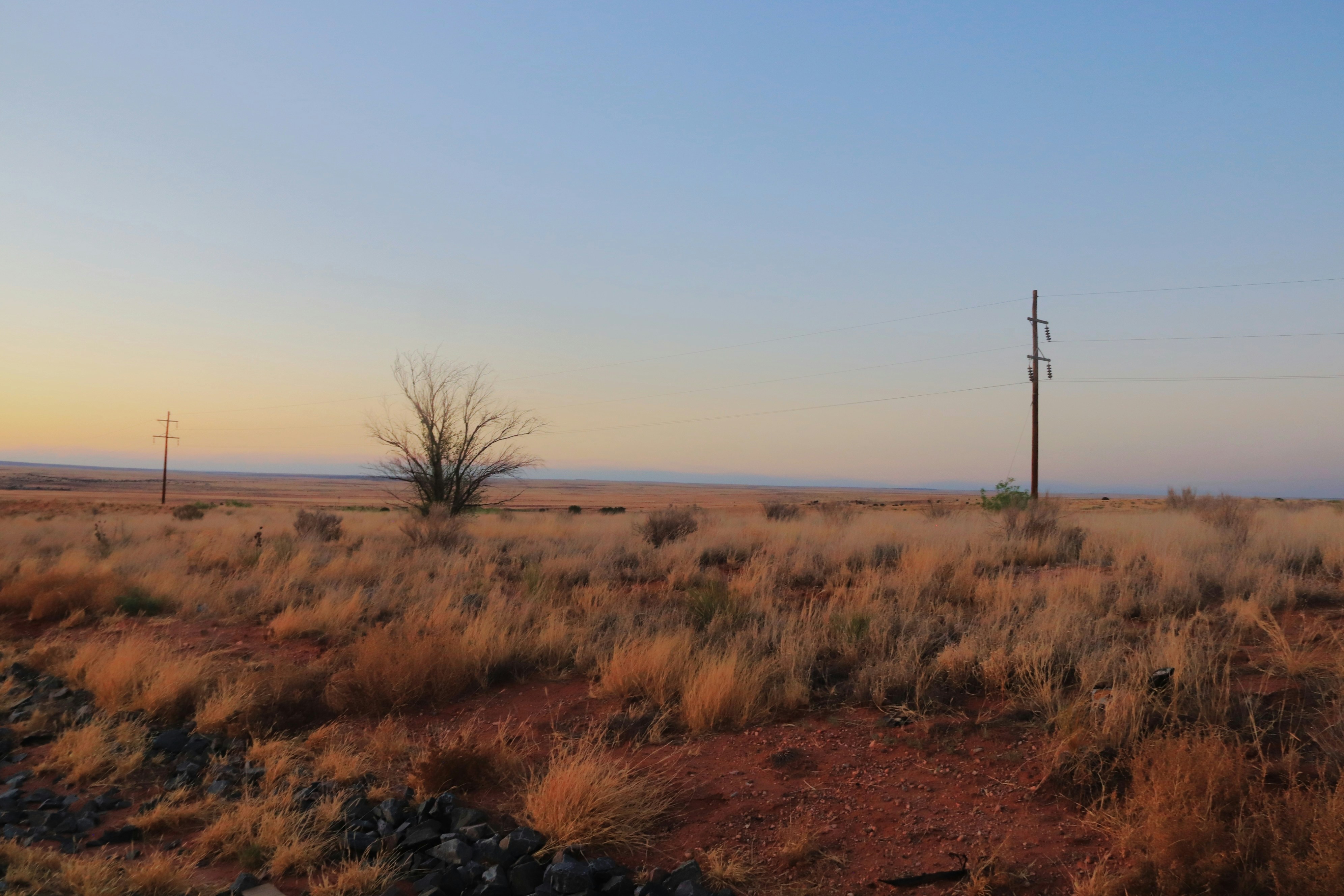a field with a tree in it