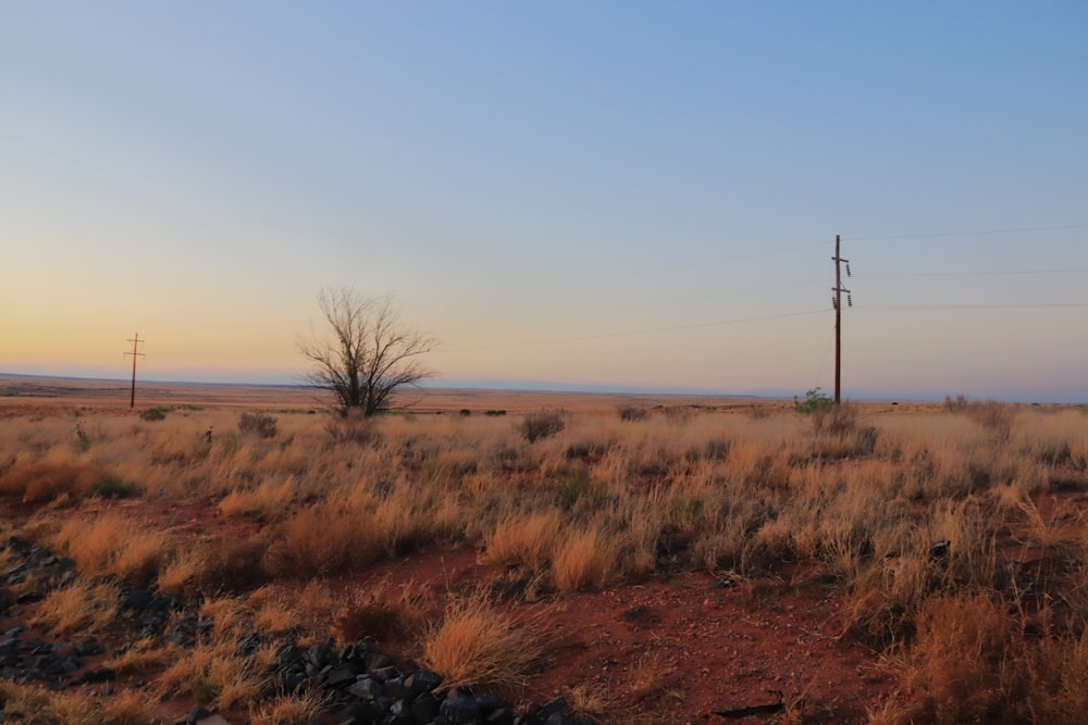 Un campo con un árbol en él