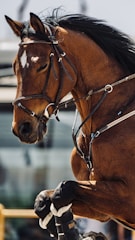 A brown horse is captured mid-motion, with its front legs slightly raised. The horse is wearing a bridle and reins, indicating it is being ridden or trained. Its mane is flowing back, suggesting movement. The background is blurred, focusing attention on the horse.