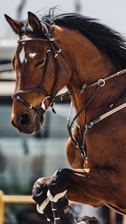 A brown horse is captured mid-motion, with its front legs slightly raised. The horse is wearing a bridle and reins, indicating it is being ridden or trained. Its mane is flowing back, suggesting movement. The background is blurred, focusing attention on the horse.