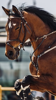 A brown horse is captured mid-motion, with its front legs slightly raised. The horse is wearing a bridle and reins, indicating it is being ridden or trained. Its mane is flowing back, suggesting movement. The background is blurred, focusing attention on the horse.