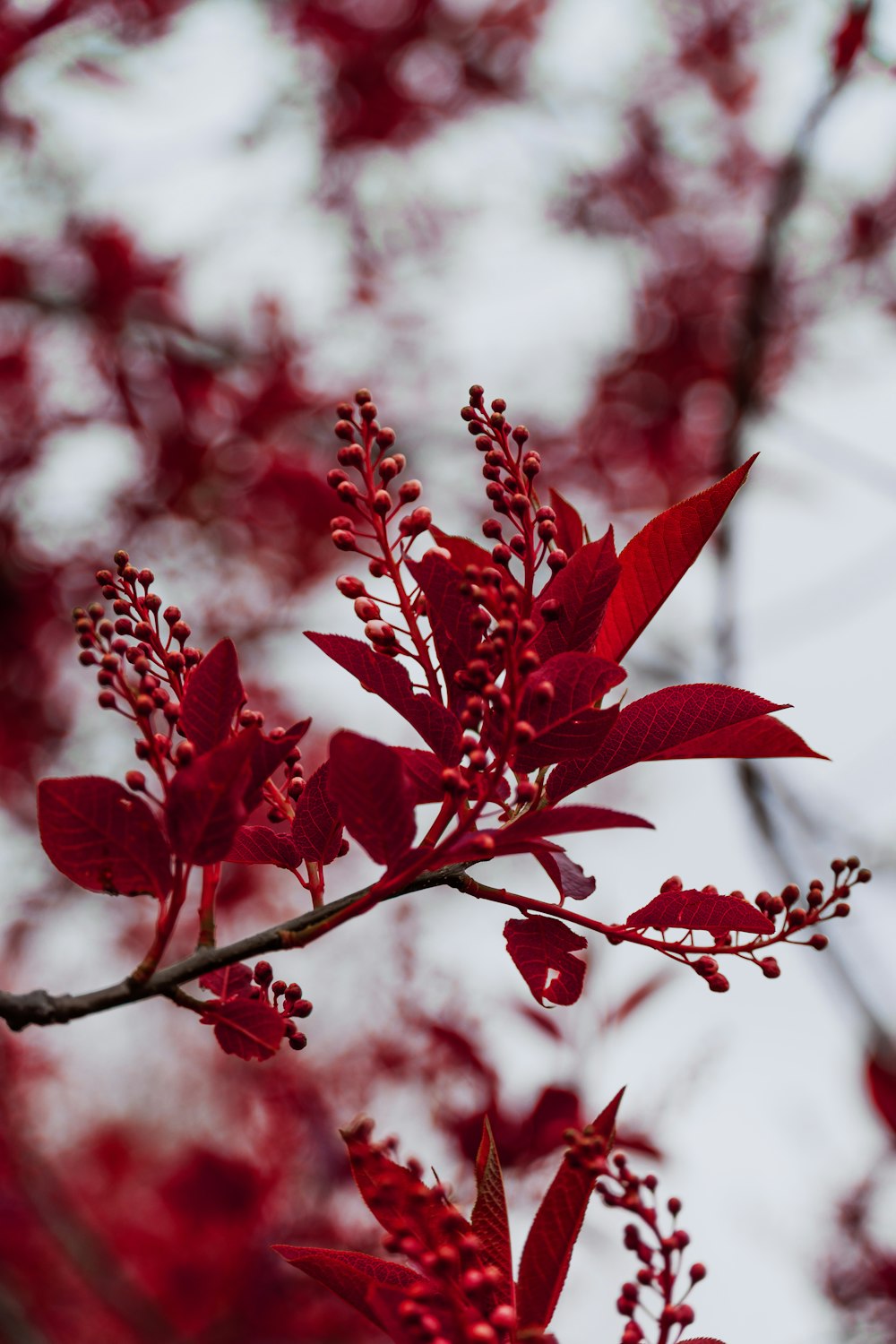 a close up of a branch with red leaves